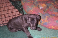 Ollie-Thompson-003